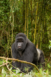 gorilla
